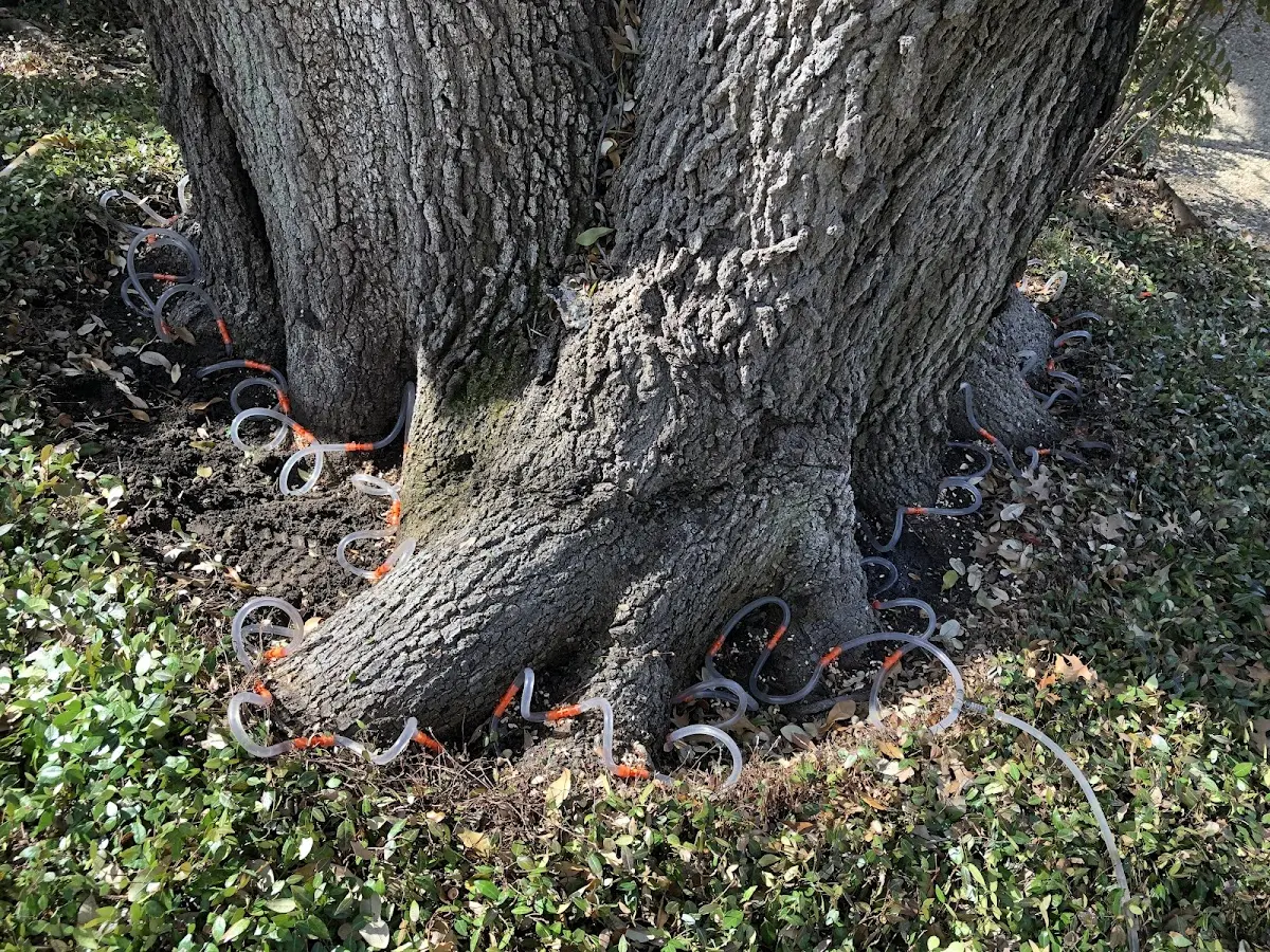 Detailed Tree Cabling and Bracing job site in La Follette