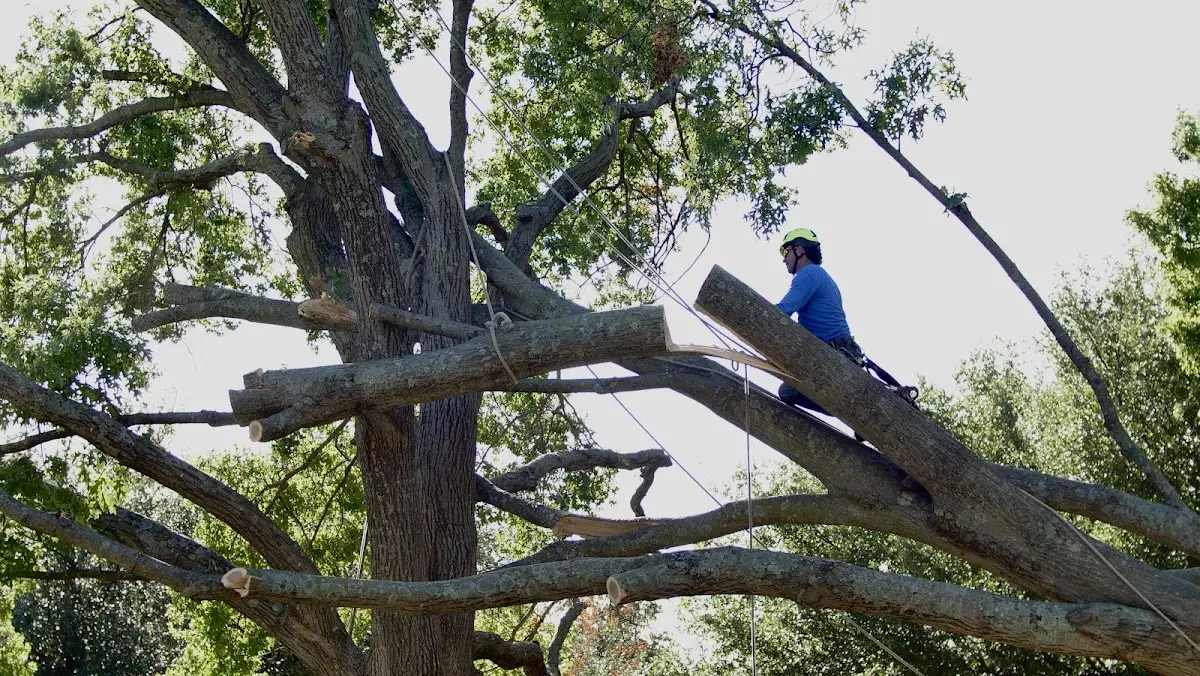 Professional Hazardous Tree Removal performed by certified arborists in La Follette