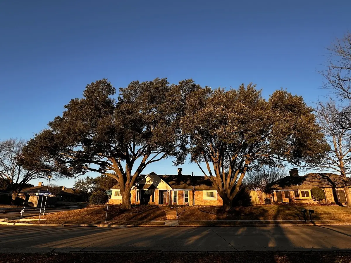 Established residential canopy tree shading a home in La Follette